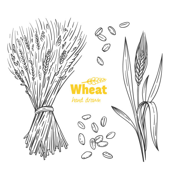 triticum