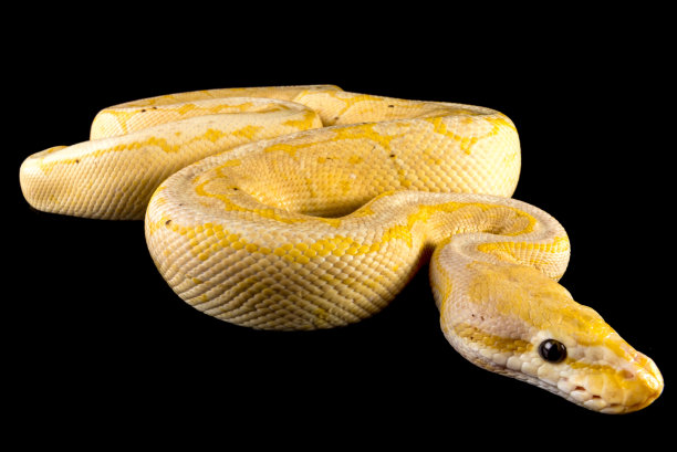 python