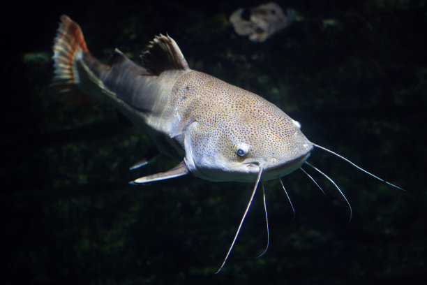 catfish