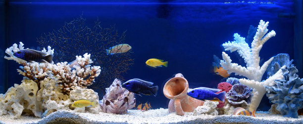 aquarium