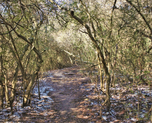 swamp