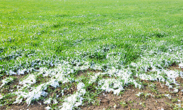 积雪覆盖的草场