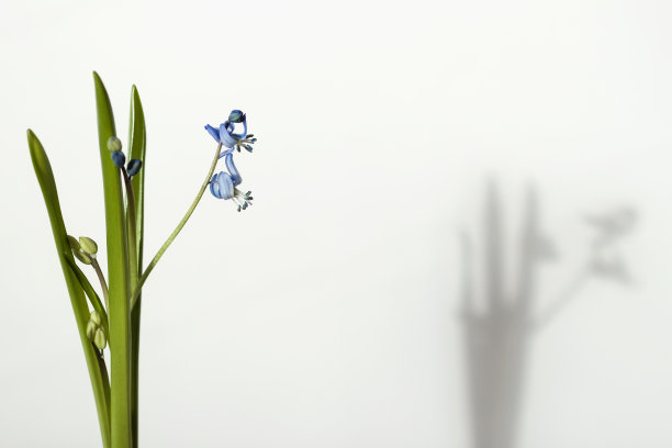 hyacinthoides