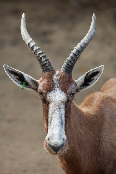 antelope