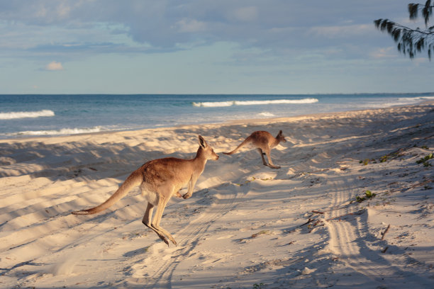 kangaroo