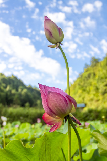 紫色莲花