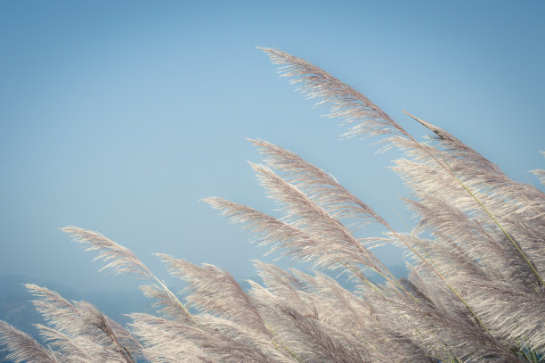 wind