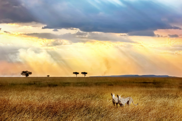 serengeti