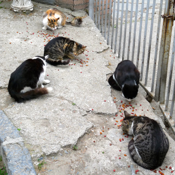 stray