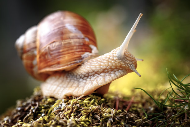 snail