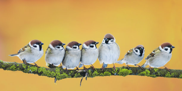 sparrow