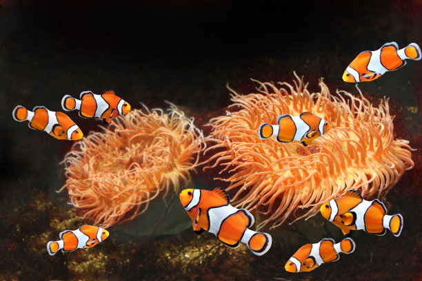 anemonefish