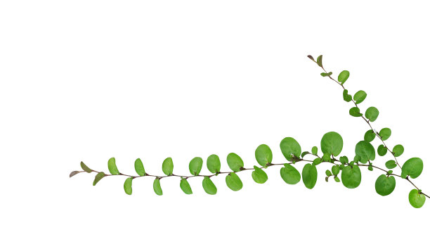 twig