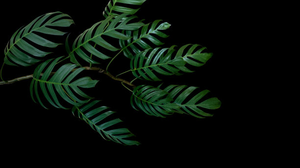 热带森林中的花朵，泰国