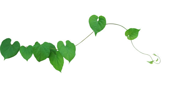 vitis