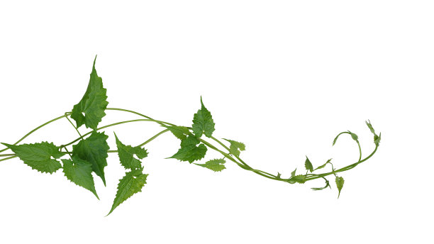 vitis