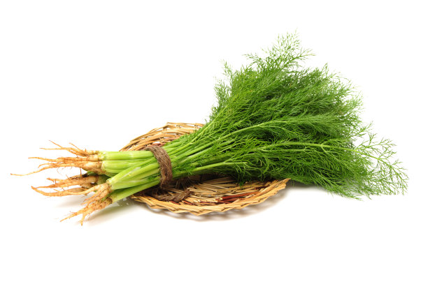 fennel