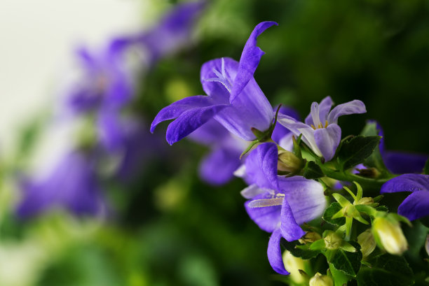 hyacinthoides