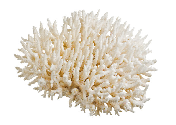 珊瑚饰品