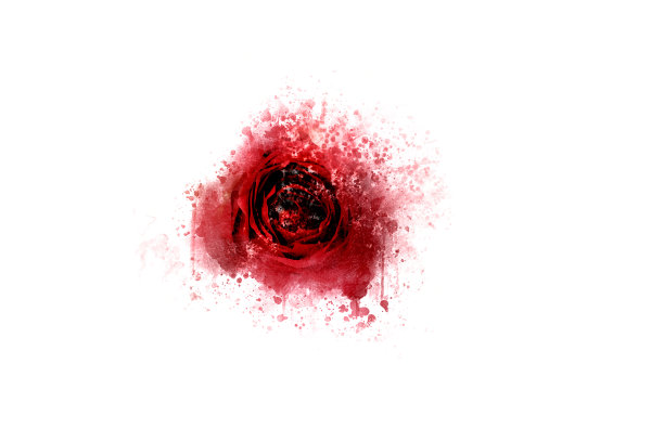 rose