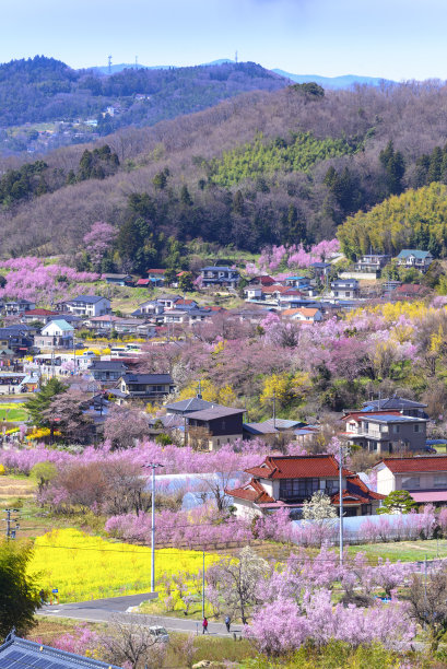 花见节