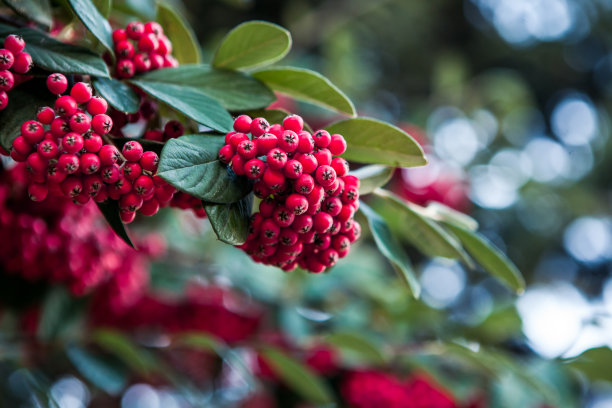 holly
