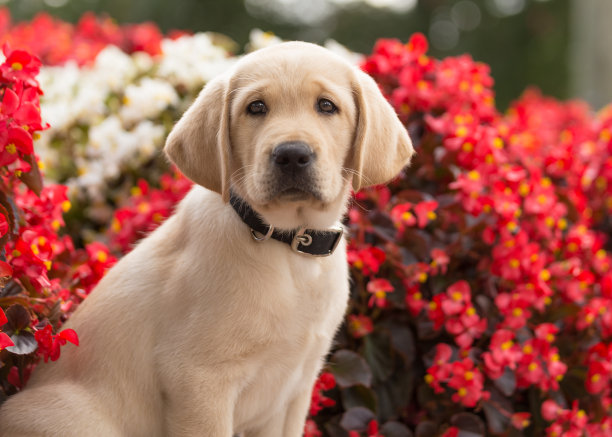 labrador