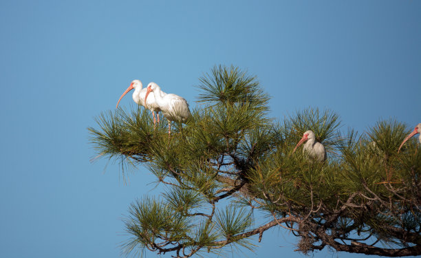 ibis