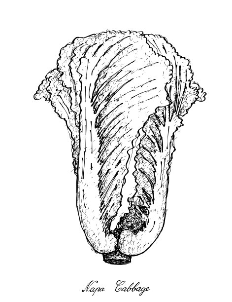 大白菜