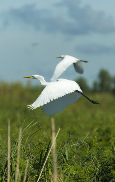 egret