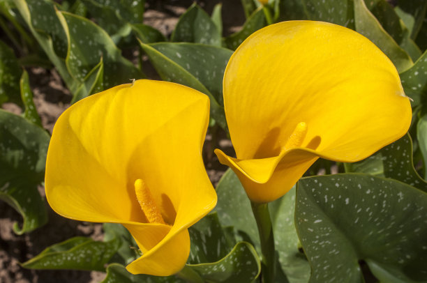 zantedeschia