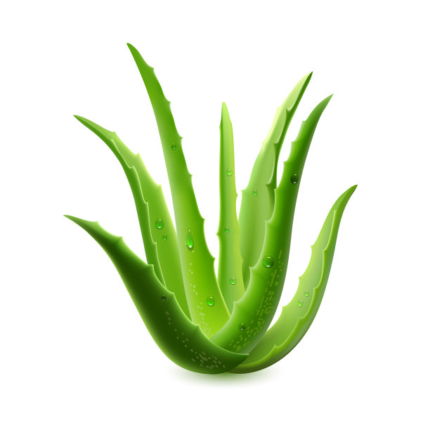 aloe
