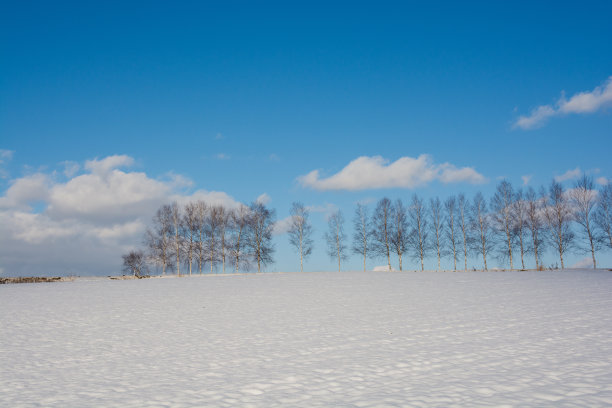 蓝天白云下的白桦树