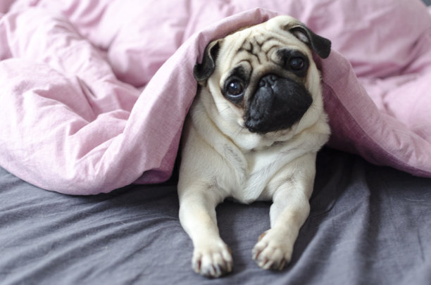 pug