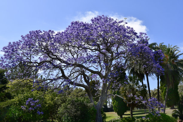 jacaranda