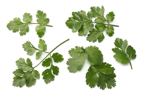 cilantro