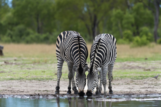zebra