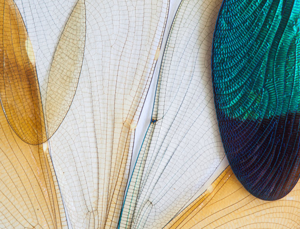 entomology