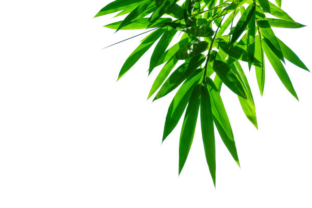 bamboo