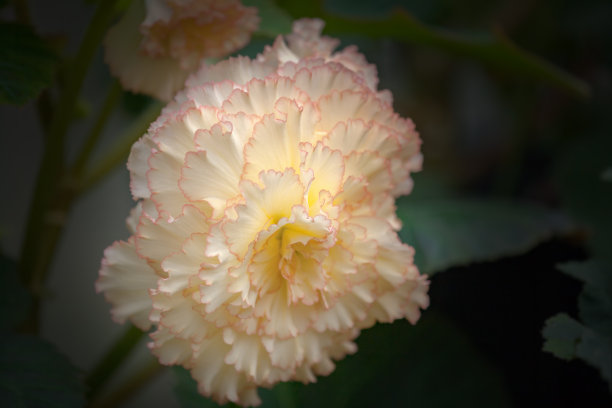 白粉色海棠花