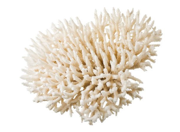 corals