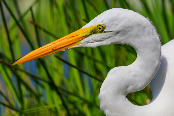 egretta