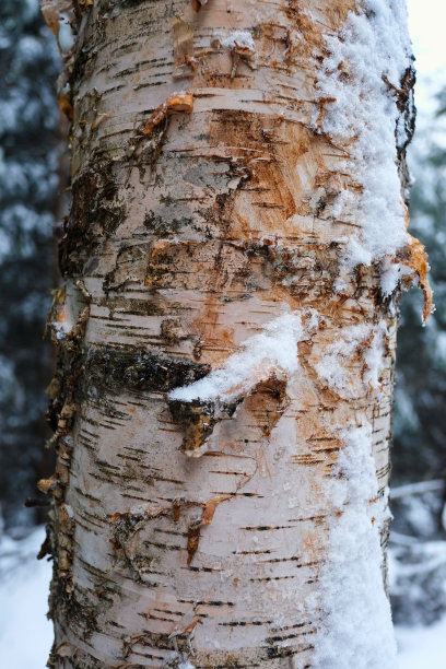 冬季白桦树林白桦树杆雪地