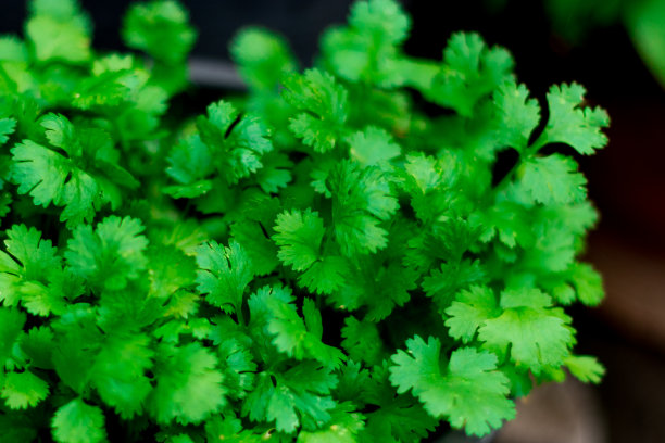 cilantro