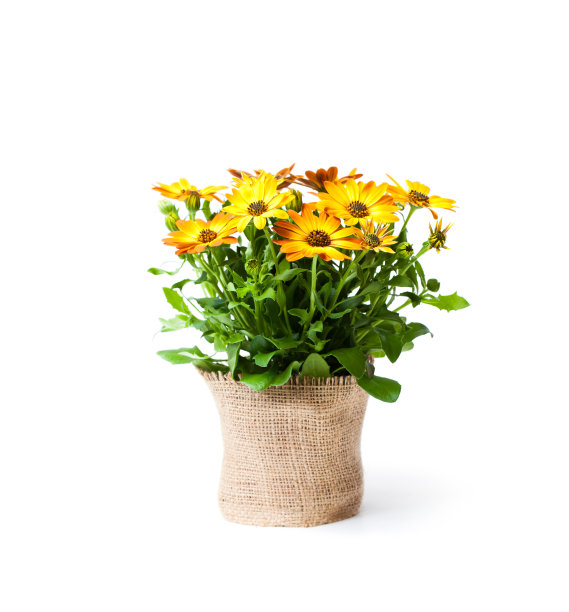wildflowers