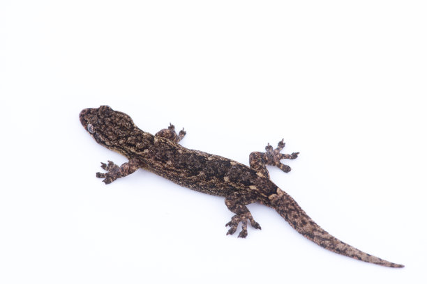 phelsuma