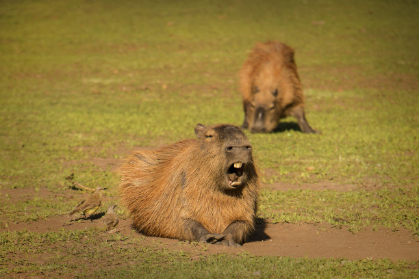 capybara