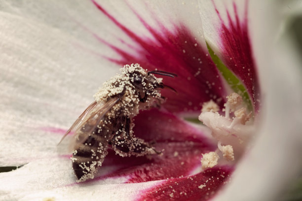 pollination