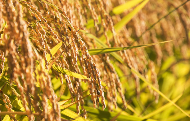 水稻稻田