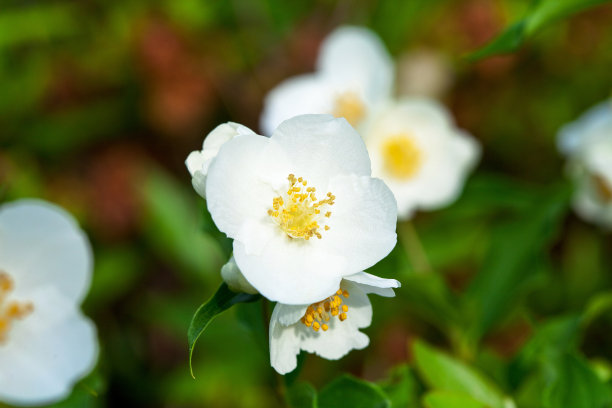 白花蔷薇